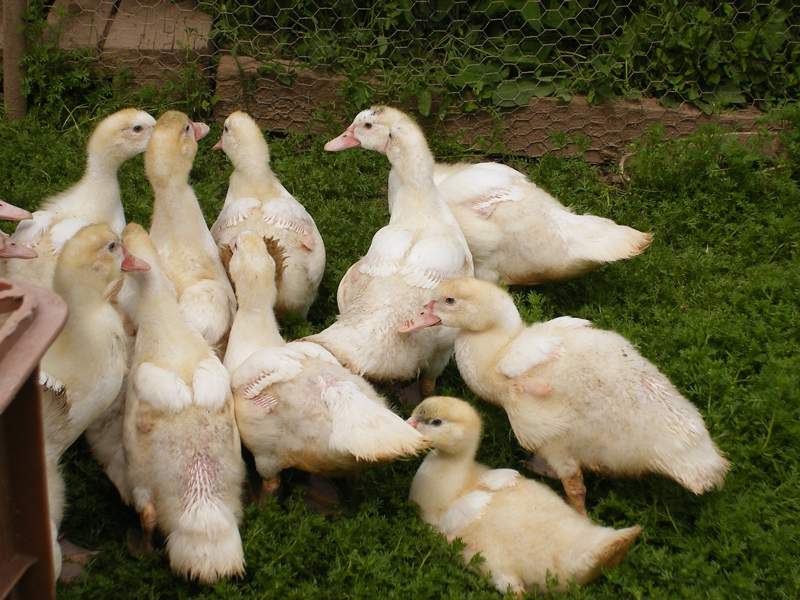La Ferm'Hyeres, levage de volailles en vente directe  la ferme  Hyres proche Toulon, Var (83)